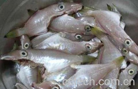 扒皮鱼的营养价值及功效-1