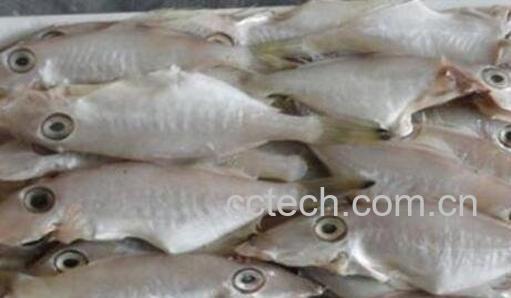 扒皮鱼的营养价值及功效-0