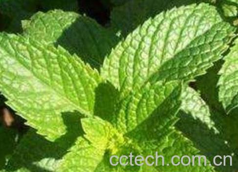 鱼香菜的功效与药用价值-0