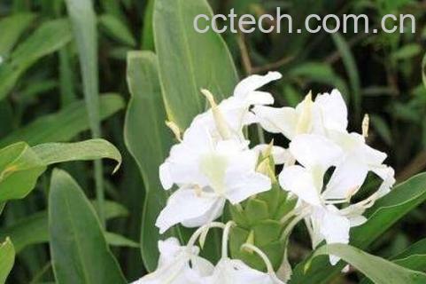 鱼香菜的功效与药用价值-1