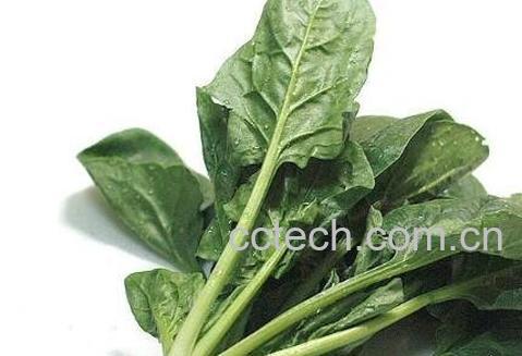 菠菜不能与什么同吃 哪些人不能吃菠菜-0