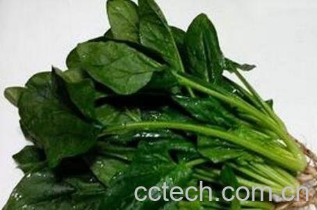 菠菜不能与什么同吃 哪些人不能吃菠菜-1