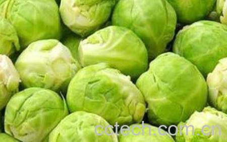 圆白菜的营养价值-0