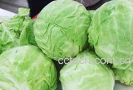 圆白菜的营养价值-1