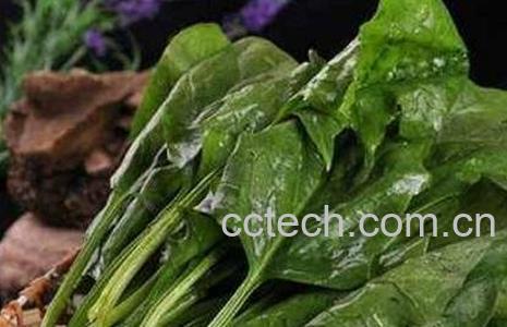 菠菜的营养价值-0