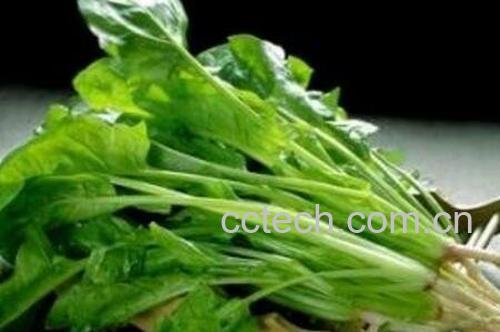 菠菜的营养价值-1
