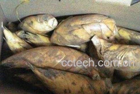 长期保存冬笋的方法-1