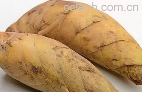 找冬笋技巧与方法-0