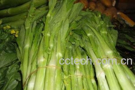 白菜苔的营养价值和营养成分-0