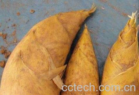 找冬笋技巧与方法-1