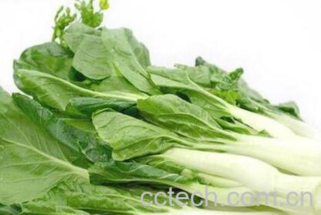 白菜苔和菜心的区别 白菜苔的常见吃法-1