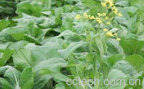 白菜苔和菜心的区别 白菜苔的常见吃法-0