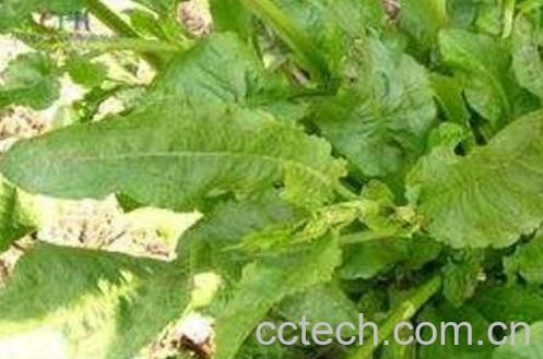 野菠菜的功效与作用及药用价值-0