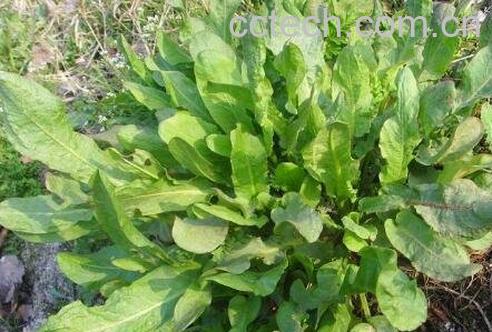 野菠菜的功效与作用及药用价值-1