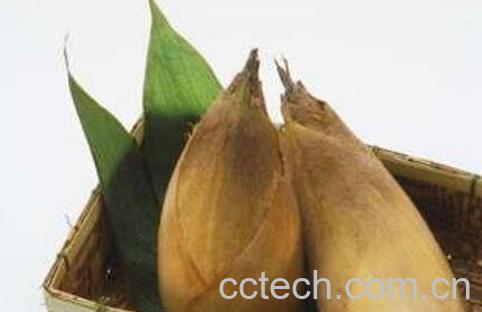 竹笋与冬笋的区别 竹笋的营养你价值-1