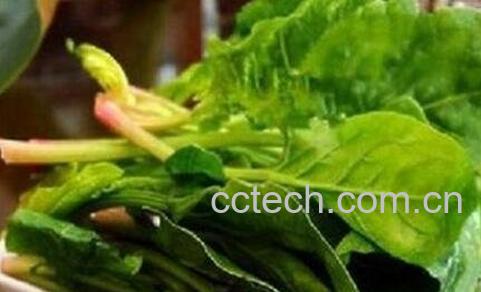 孕妇能吃菠菜吗 孕妇吃菠菜的好处和坏处-0