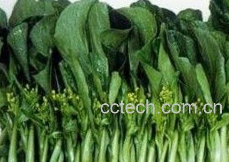 白油菜苔的功效和营养价值-1