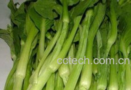 白油菜苔的功效和营养价值-0