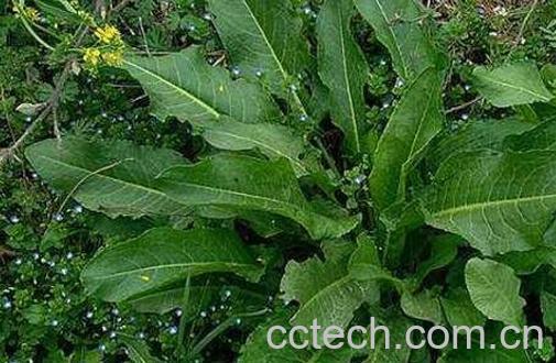 野生菠菜的功效与作用-0