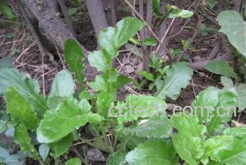 野生菠菜的功效与作用-1