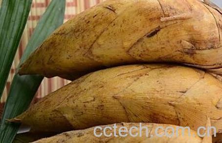 如何才能挖到冬笋 专业挖冬笋的方法-0