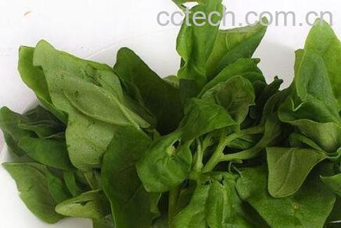 野菜水菠菜能吃吗 野菜水菠菜的吃法-1