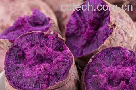 紫山芋跟什么食物相克 紫山芋不能跟什么一起吃-0