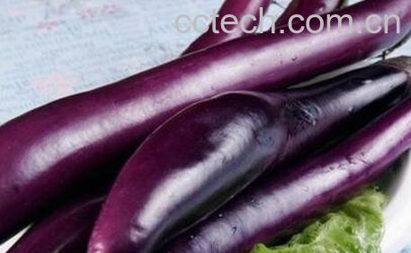 紫茄子和什么水果相克 紫茄子搭配什么吃最好-1