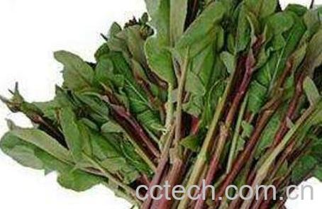 红菜苔的营养价值与功效-1