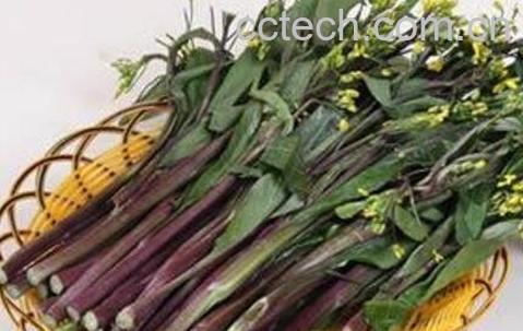 红菜苔的营养价值与功效-0