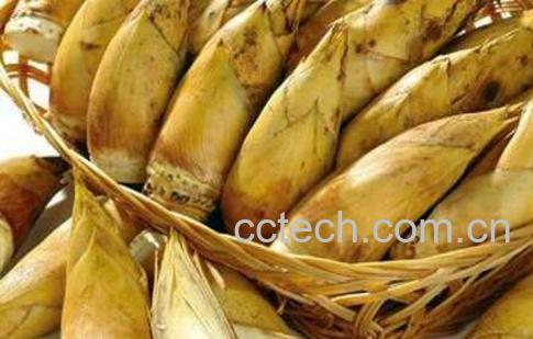 小冬笋的功效与作用-0