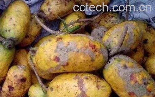 牛卵坨的功效与作用-0