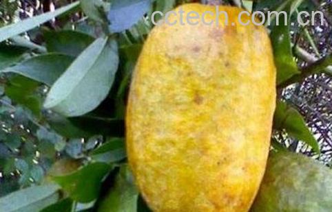 牛卵坨的功效与作用-1