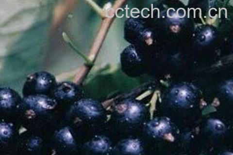 黑豆果的图片 黑豆果的功效与作用-0