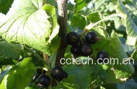 黑豆果的图片 黑豆果的功效与作用-1