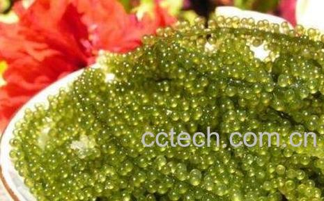 海葡萄怎么吃 海葡萄的食用方法-1