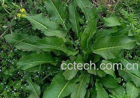 野菠菜根的功效与作用-0