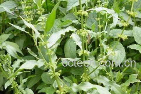 野菠菜根的功效与作用-1