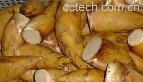 专业保存鲜冬笋的办法-1