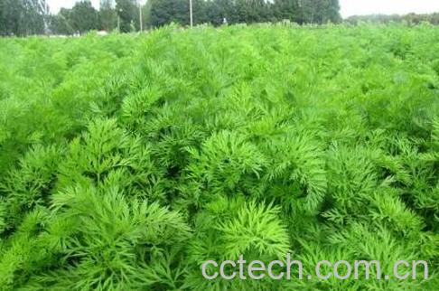 胡萝卜叶子的作用及食用方法-1