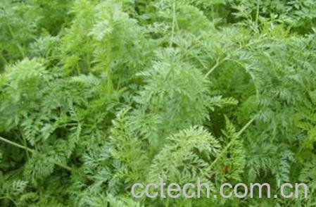 胡萝卜叶子的作用及食用方法-0