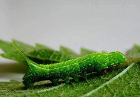 豆虫的营养价值与功效 豆虫的食用方法-0