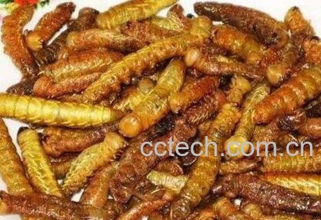 豆虫的营养价值与功效 豆虫的食用方法-1