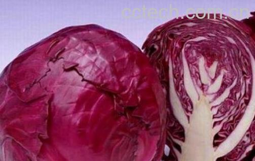 紫卷心菜与什么相克 紫卷心菜搭配什么食材好-1