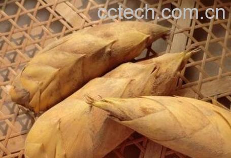  冬笋和春笋的区别-0