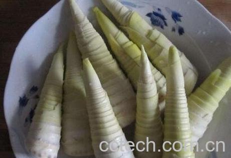  冬笋和春笋的区别-1