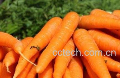 胡萝卜的功效与作用-1