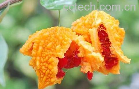 癞葡萄怎么吃 癞葡萄的种植方法-0