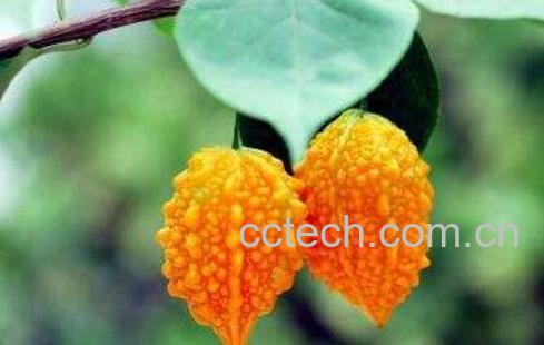 癞葡萄怎么吃 癞葡萄的种植方法-1