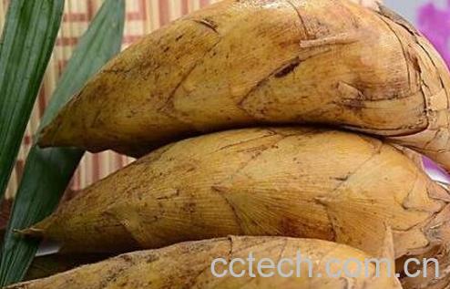 冬笋的营养价值-0